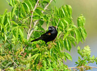 Orioles and Red-winged Blackbirds 2013
