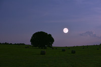 Moon over the Old Oak Tree