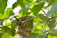 Nesting Vireos 2015